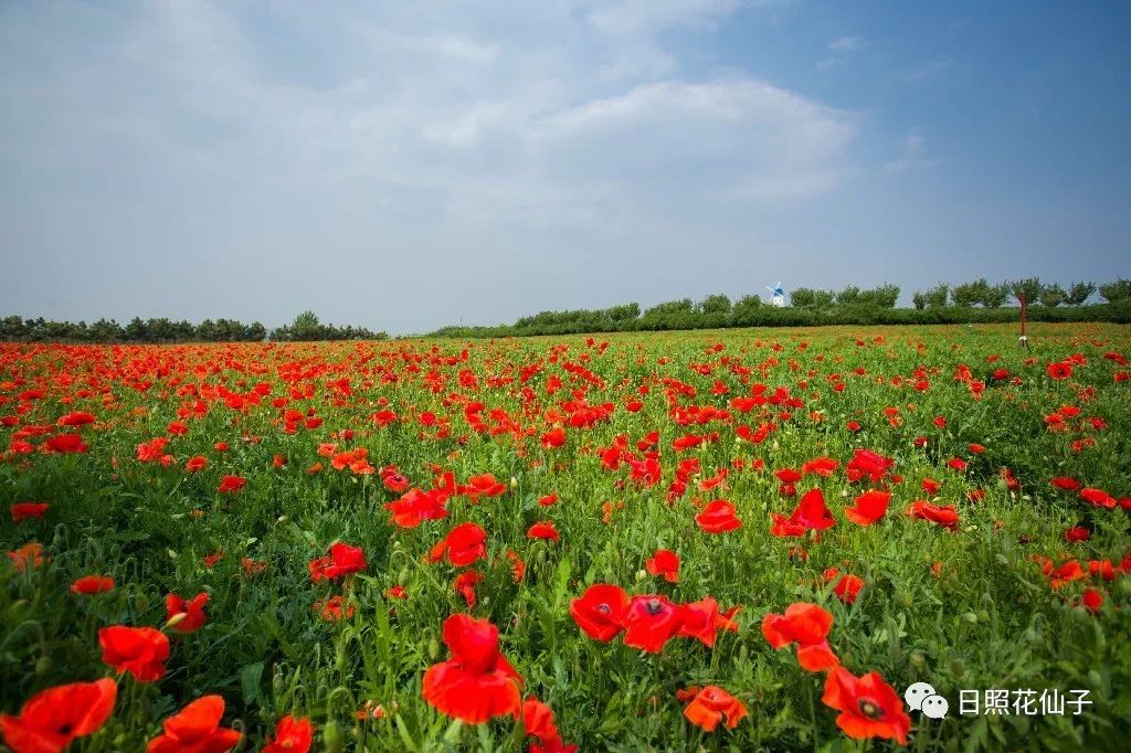 美炸了！初夏花仙子！有爱的人免费玩！把最美奉献给你！