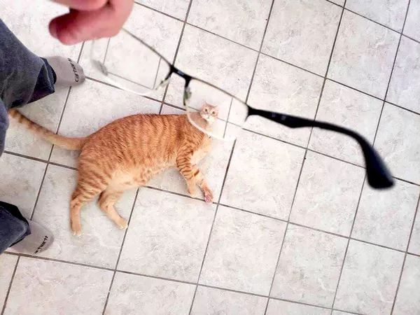 日本“手工鬼才”捏的小动物模型，比表情包还沙雕