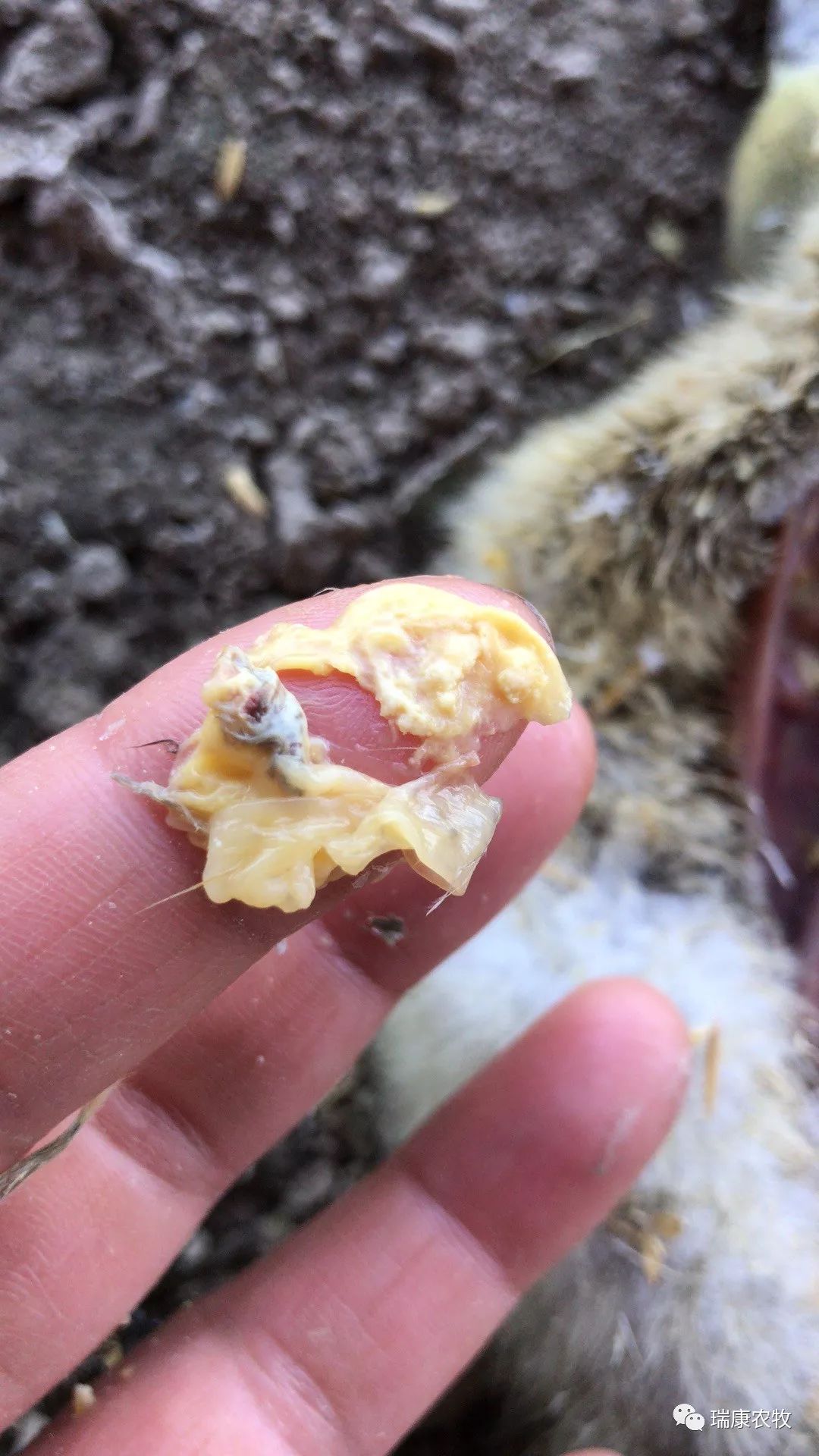 大棚养鹅成本利润,养鹅投资与利润分析