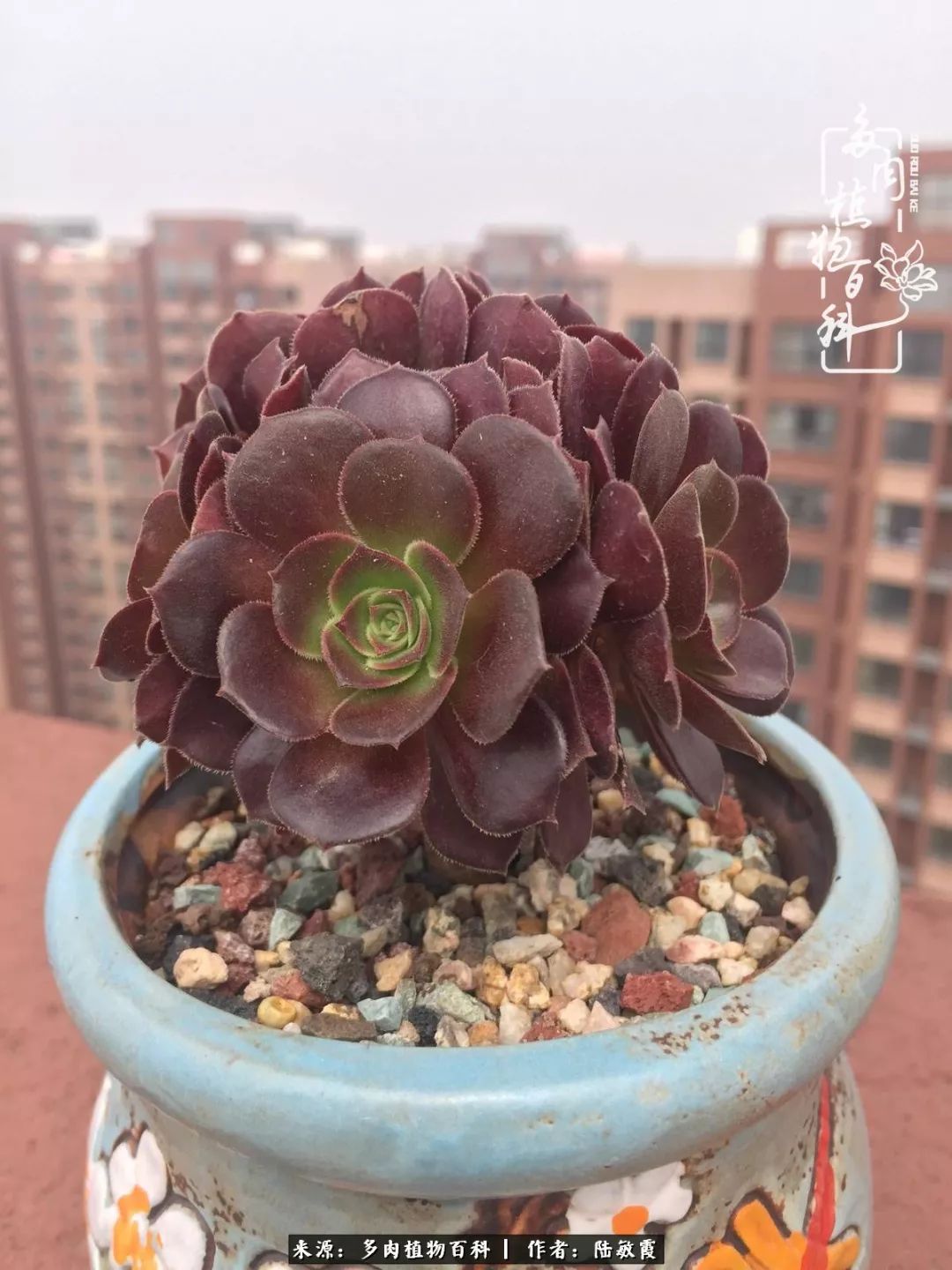 往后余生与花草相伴,往后余生与健康相伴