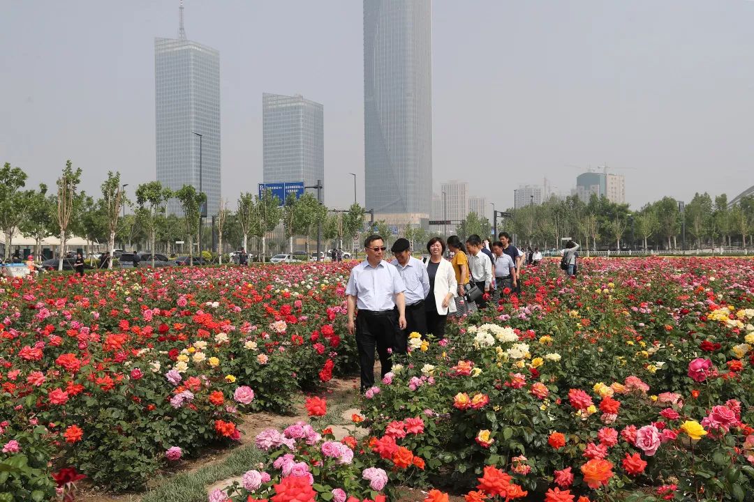 绿化专家：赏月季，来泰达就够了