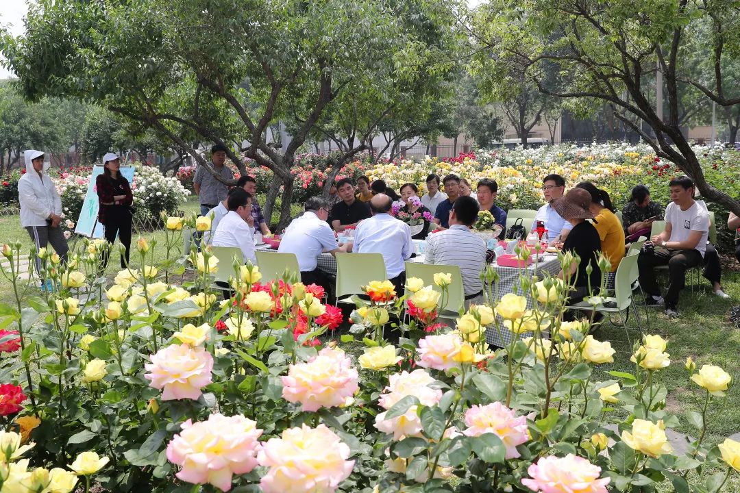 绿化专家：赏月季，来泰达就够了