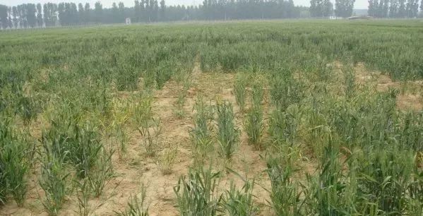 小麦刚入冬就倒伏怎么办,狂风加大雨小麦倒伏