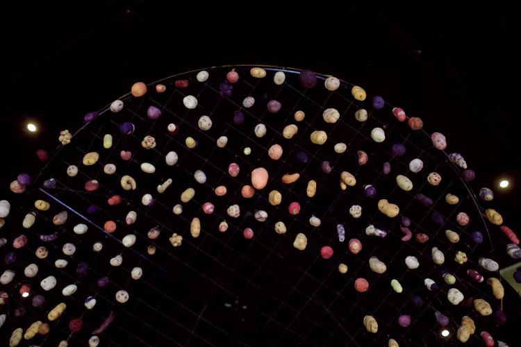 轮胎种植蔬菜,在轮胎里种植蔬菜有什么好处