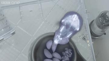 仓鼠的嘴巴是怎么塞下那么多食物,怎么看仓鼠嘴巴是不是藏食物了