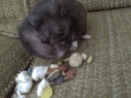 仓鼠的嘴巴是怎么塞下那么多食物,怎么看仓鼠嘴巴是不是藏食物了