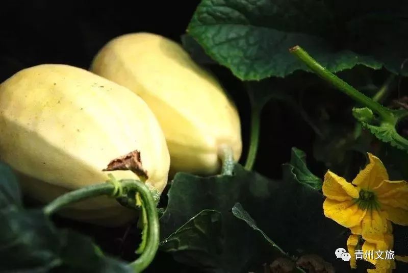 在青州买的特产,青州一日游必买景点