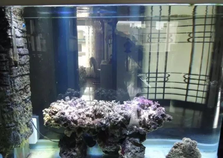 海缸害怕阳光照射吗,海缸如何压制褐藻