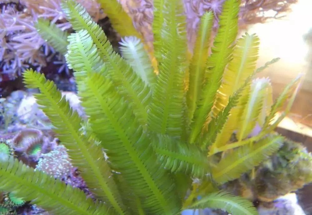 海缸害怕阳光照射吗,海缸如何压制褐藻