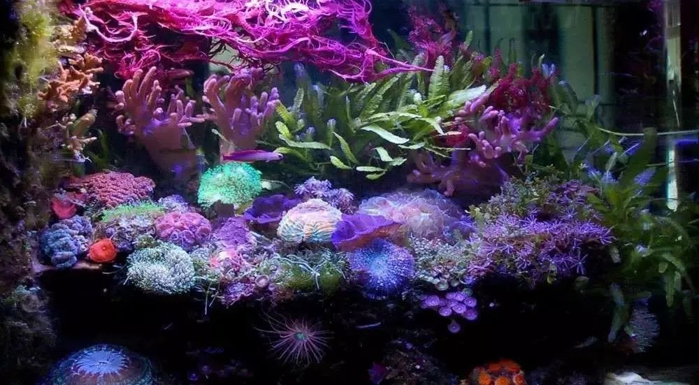 海缸害怕阳光照射吗,海缸如何压制褐藻