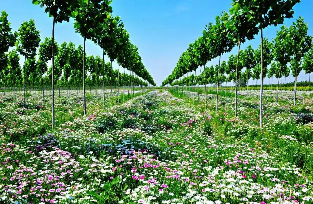 静海区绿化工程,高质量推进生态绿化建设