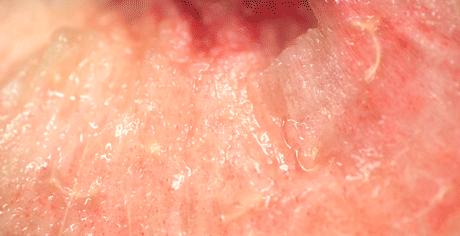 寻香|还原派VS颠覆派？诶呦~想不到这花还有两副面孔！（上）