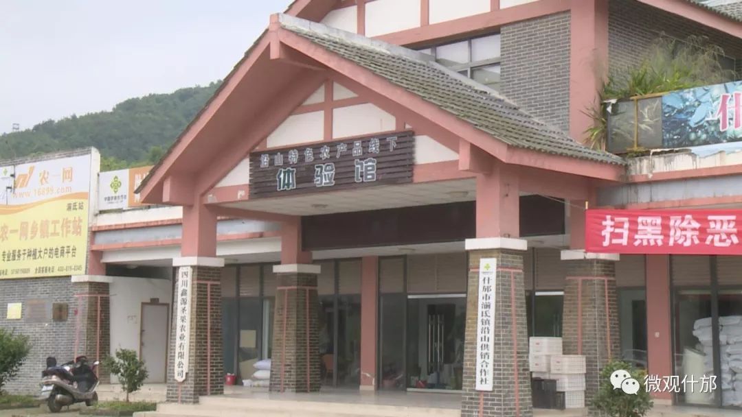 什邡市猕猴桃种植过程,什邡猕猴桃示范园