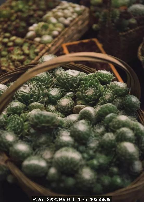 这是个什么神仙草？我被*引勾**了！不能自己一个人进坑！