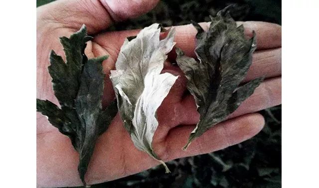 全网黑转粉，看曾经土肥圆如何逆袭碾压一种超模