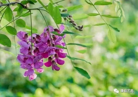 陕西一个作家最多的地方,陕西安康的出名作家