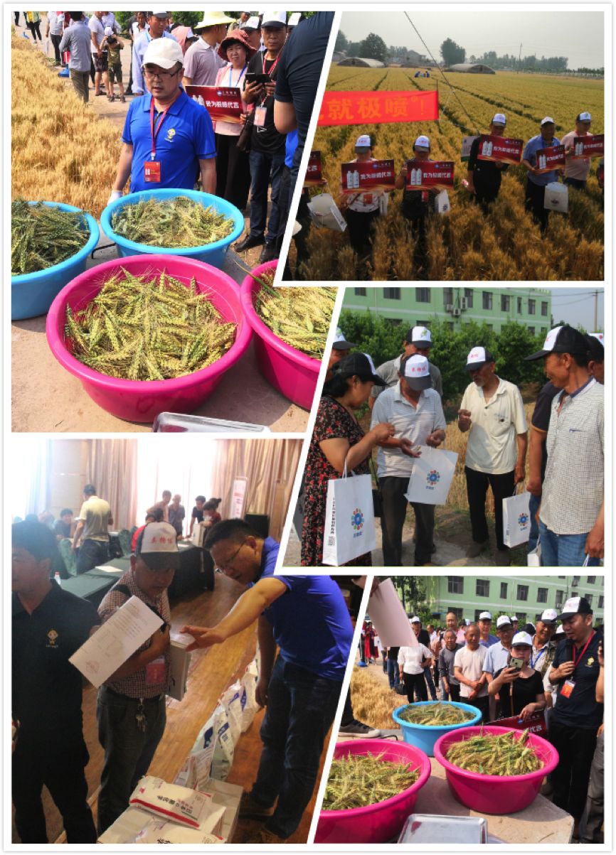 小麦亩增200斤有多难?液体缓释复合肥轻松打破增产极限