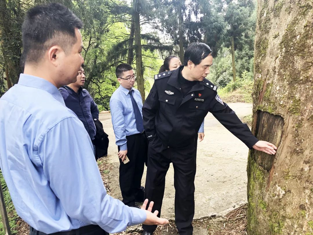 红豆杉树皮正确的吃法,红豆杉树皮的正确吃法