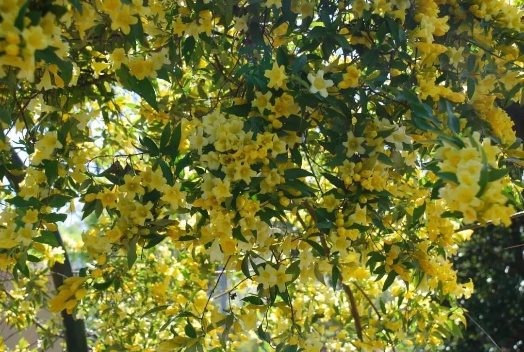 100种爬藤植物花墙,15种常用的园林观花爬藤植物