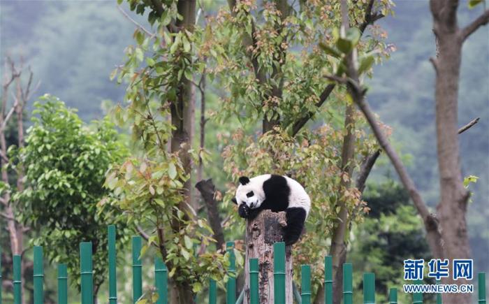 初夏的幼儿园学习,毛茸茸的熊猫幼儿园