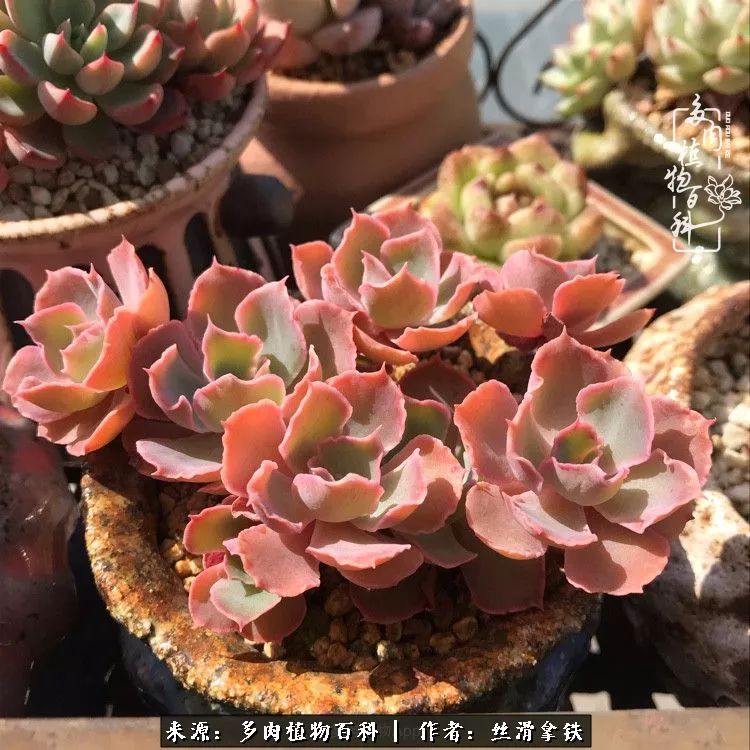 夏季比较耐晒的多肉,夏日的多肉