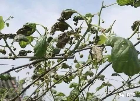 果树发生肥害怎么补救,果树施肥如何避免发生肥害病