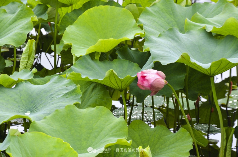 巴厘岛温泉自然风景,巴厘岛温泉度假游