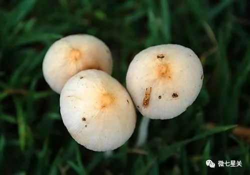 小心有毒路边野菜别乱采,有毒的野果和野菜