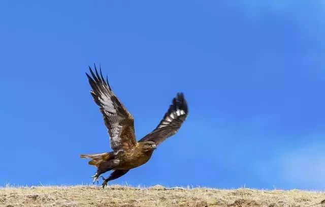 对焦和测光的分离怎么拍摄照片,拍照对焦技巧有哪些图片