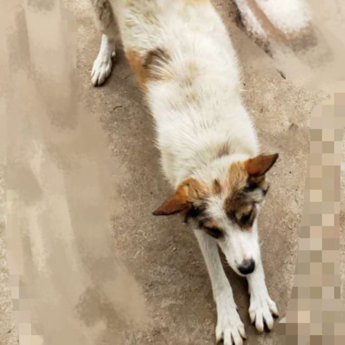 高萌来袭!真小奶猫小奶狗!|毛孩子的童年有多奶?