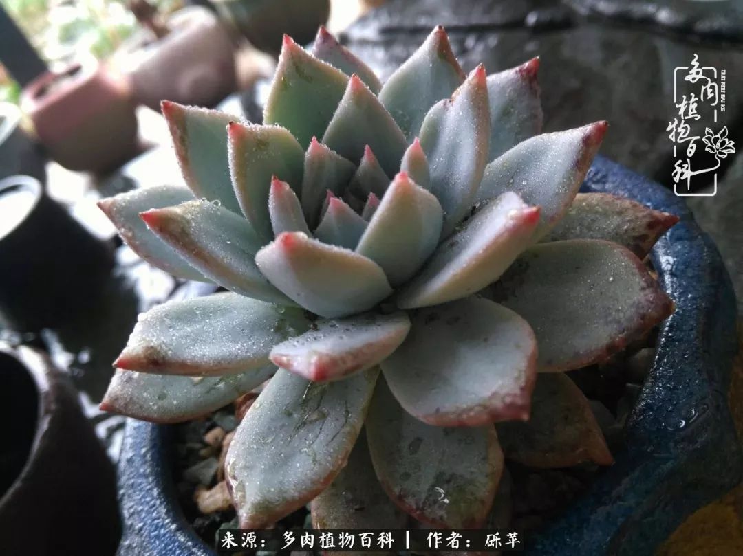 养多肉一个人就可以玩到天荒地老,养多肉的幸福其实很简单