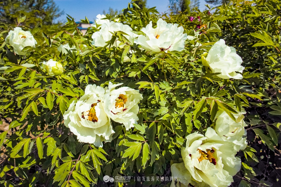 他让高寒干旱地开满牡丹花，打造西北牡丹第一园