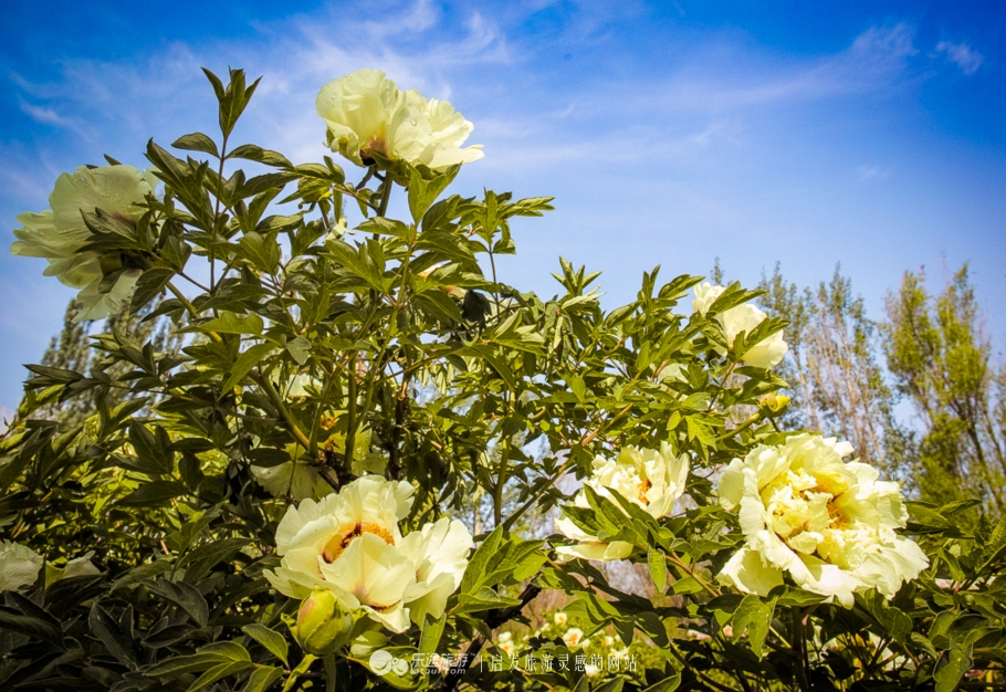 他让高寒干旱地开满牡丹花，打造西北牡丹第一园