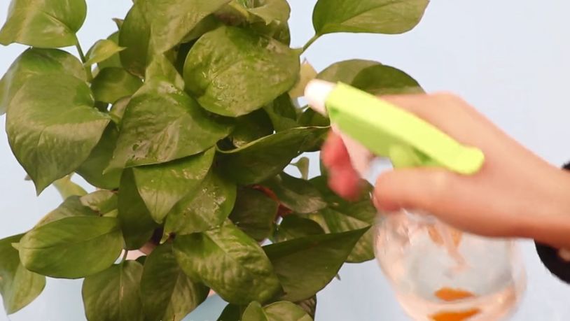 苹果烂了别扔越乱越值钱,苹果烂了千万别扔掉有妙招