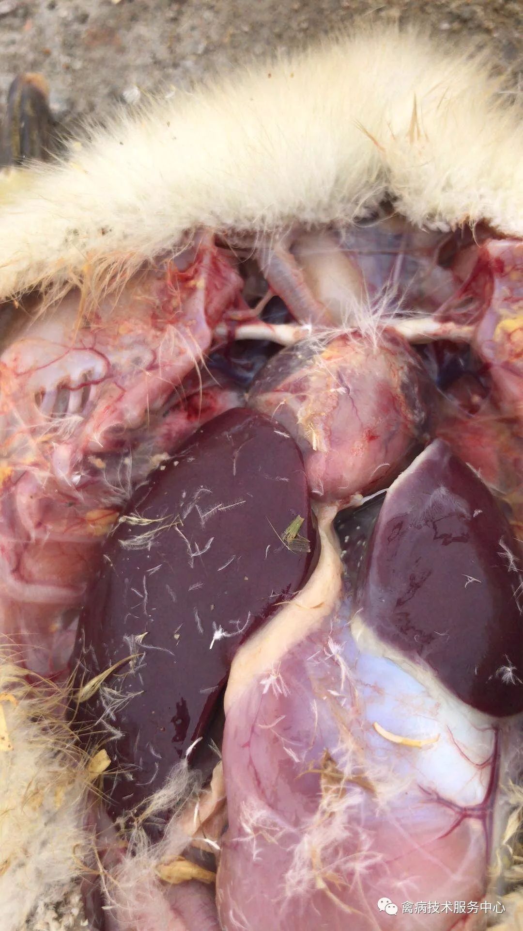 鹅老是拉稀怎么办,鹅突然拉白屎是什么原因怎么治疗