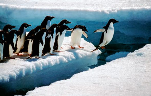 遇到野牛该如何保护自己,遇到美洲野牛怎么办