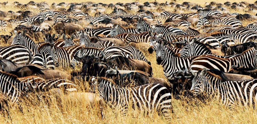 遇到野牛该如何保护自己,遇到美洲野牛怎么办