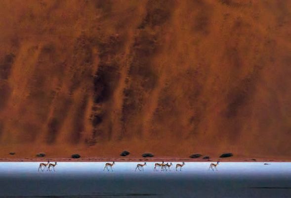 遇到野牛该如何保护自己,遇到美洲野牛怎么办