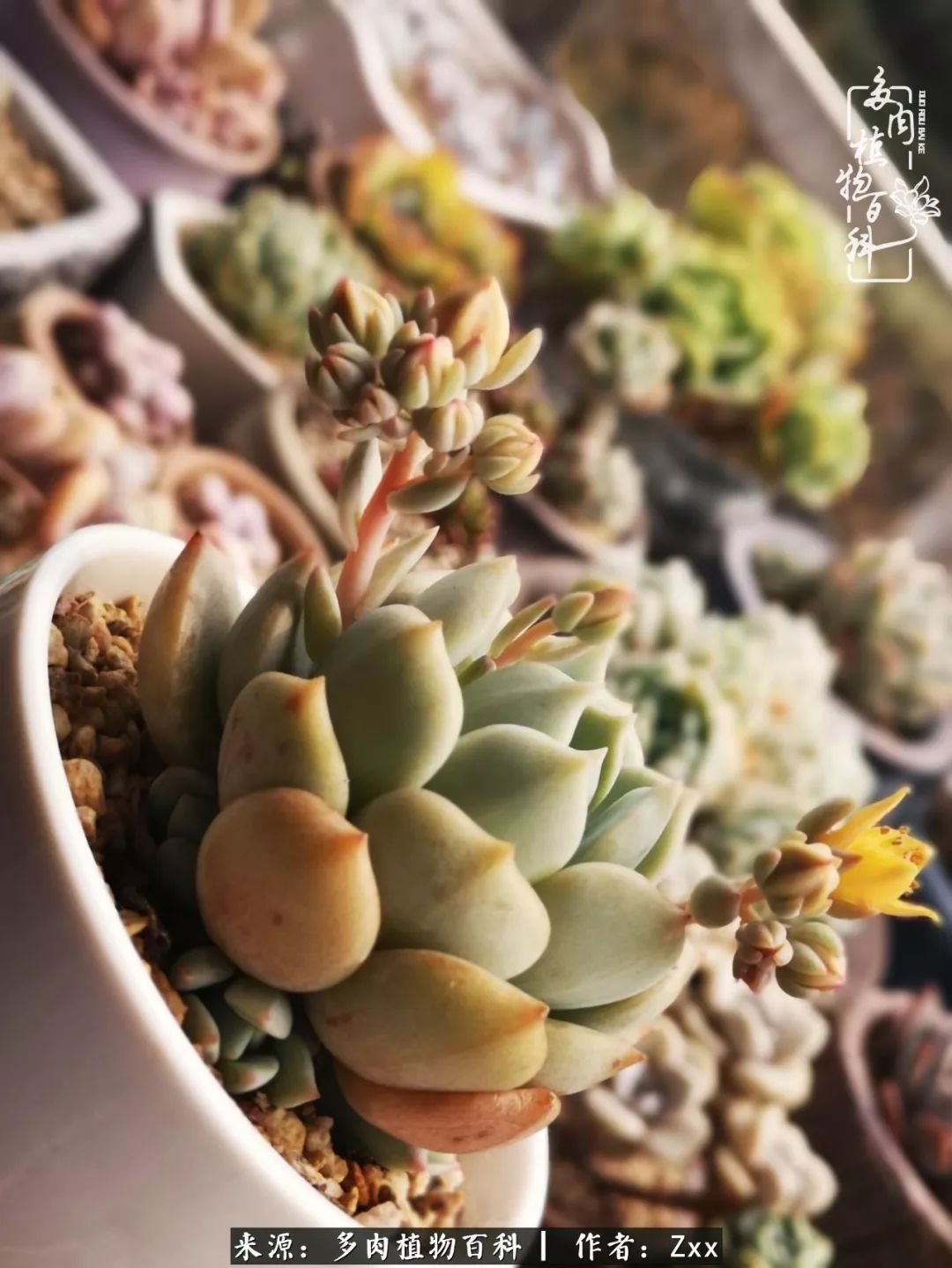 多肉怎么才能养得又美又胖,多肉的特点20个字