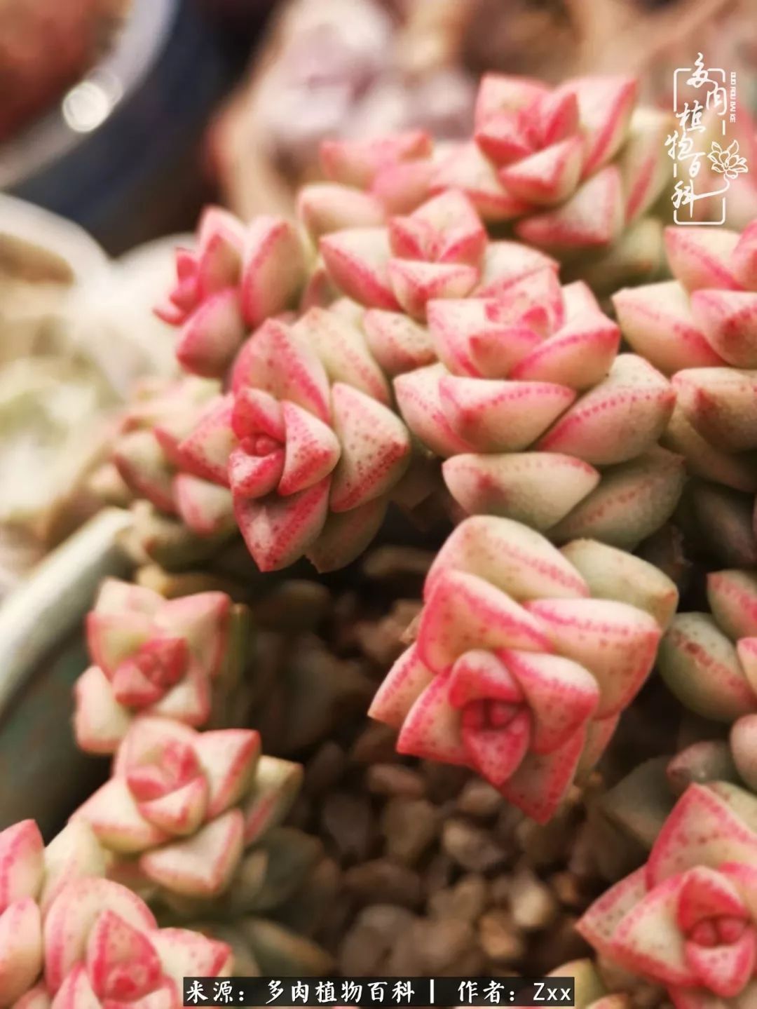 多肉怎么才能养得又美又胖,多肉的特点20个字