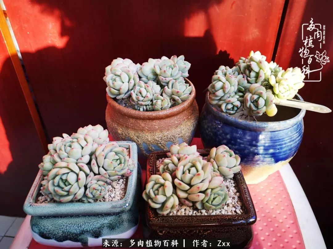 多肉怎么才能养得又美又胖,多肉的特点20个字