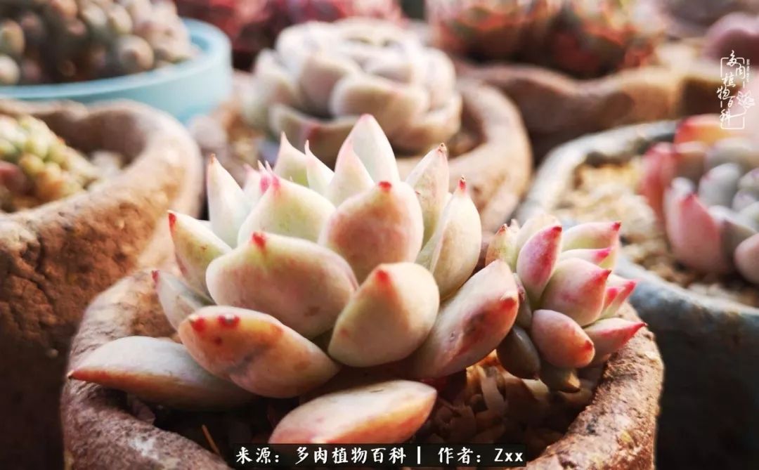 多肉怎么才能养得又美又胖,多肉的特点20个字