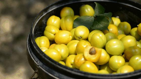 果期仅15天，*安泰**半野生珍珠杏！一口咬下满满桂花香，从牙齿蜜甜到腰！|吃货精选