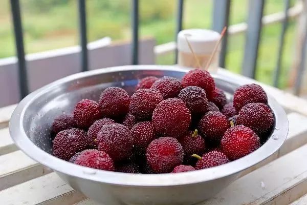 今年的杨梅哪里有采摘的,端午节摘杨梅的地方