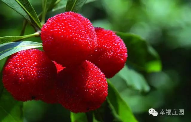 今年的杨梅哪里有采摘的,端午节摘杨梅的地方