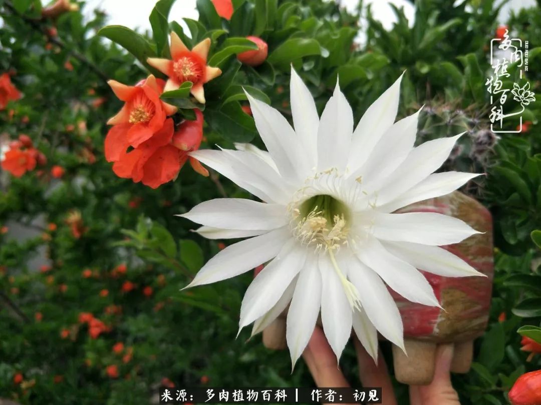 紧张的高三生活也需要适度的放松,紧张焦虑高考