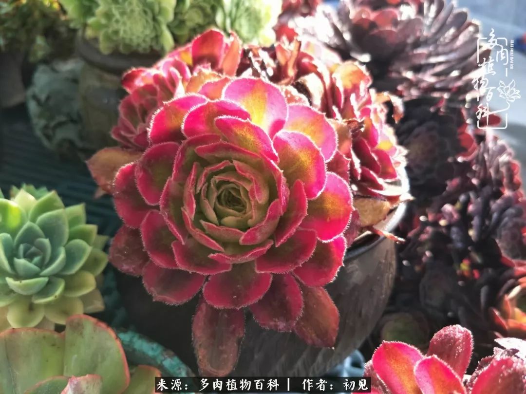 紧张焦虑高考,高考紧张时刻有你陪伴