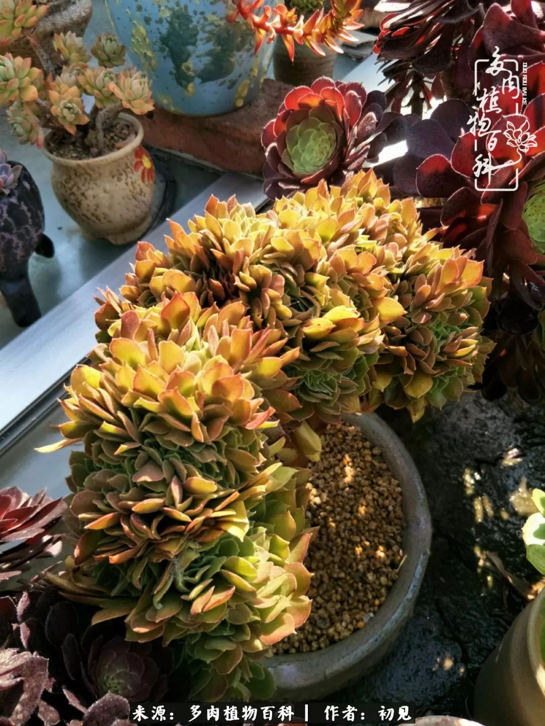 紧张的高三生活也需要适度的放松,紧张焦虑高考