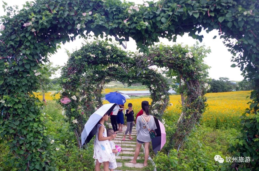 钦州花卉小镇旅游攻略,北部湾花卉小镇最佳观赏时间