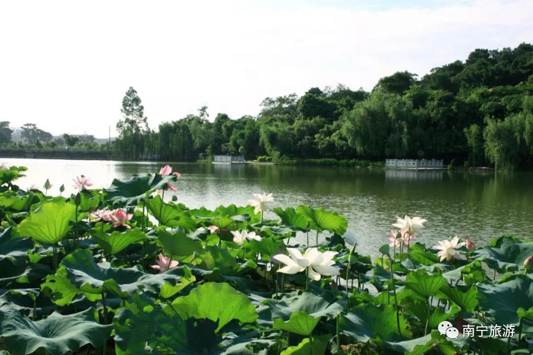 狮山公园春游,南宁狮山公园观竹赏荷